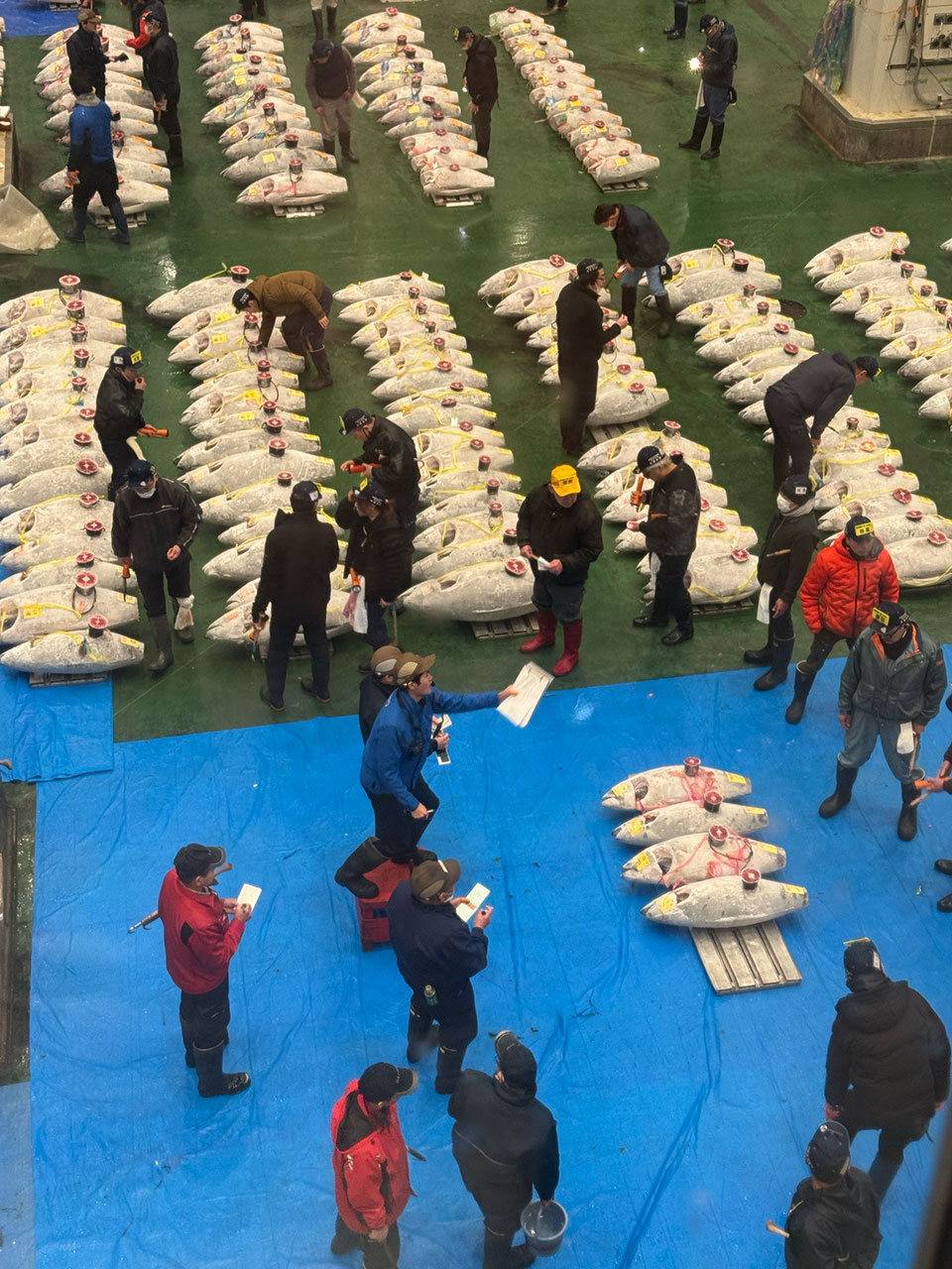 Toyosu Market Tuna Auction