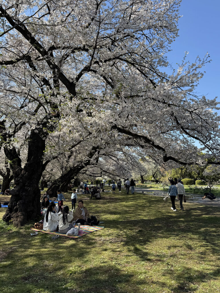 A Hidden Cherry Blossom Spot in Tokyo: Koishikawa Botanical Garden
