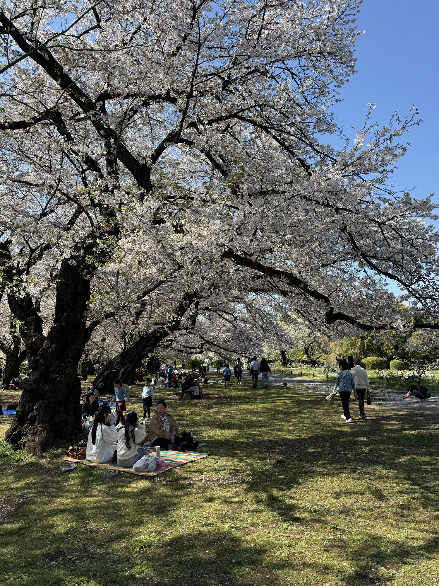 A Hidden Cherry Blossom Spot in Tokyo: Koishikawa Botanical Garden