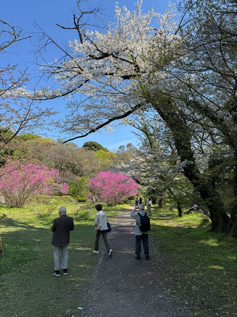Sakura Koishikawa Botanical Garden