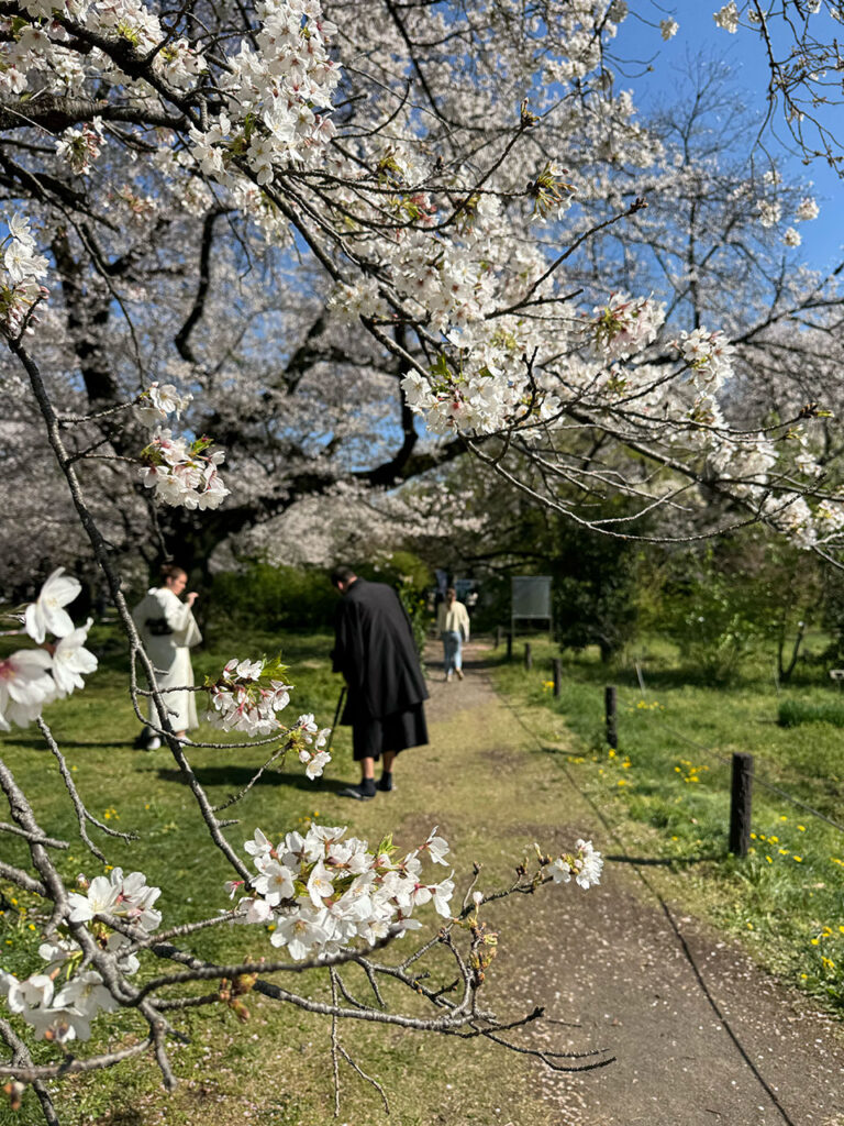 where you can quietly enjoy the cherry blossoms.