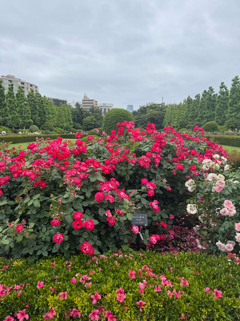 rose garden